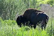 Plains bison at Paynes Prairie Preserve State Park