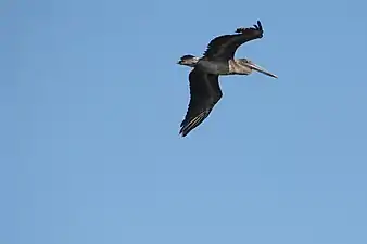 Brown pelican