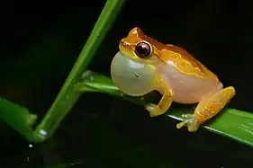 Male hourglass tree frog inflating vocal sac to make call