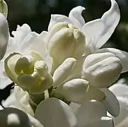 Buds of white lilac