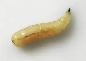 Muscidae larva (microcephalic)