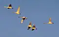 Flock of adult and young whistling swans
