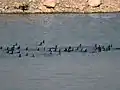 Flock of Cormorants at Kaushalya Dam