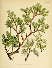 Myzodendron brachystachum