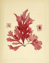 The red alga Nitophyllum smithi