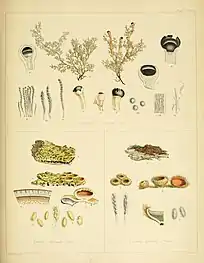 The lichens Parmelia cincinnata, Sphaerophoron tenerum, and Lecanora palaecea