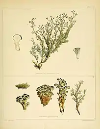 Stereocaulon ramulosum and Cenomyce aggregata