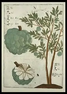 Drawing of, probably, the sugar-apple