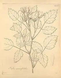 Illustration of leaves