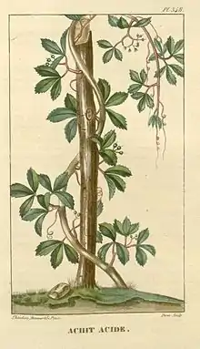 Bejuco de caro(Cissus trifoliata)