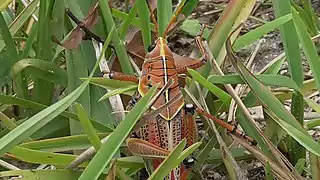 A Florida Eastern Lubber Grasshopper, these insects are very common around the park.