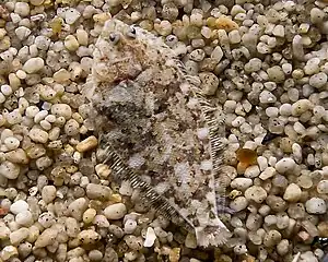 A flounder's disruptive and active camouflage
