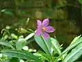 Talinum fruticosum with buds