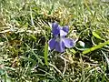 Tiny purple flower found on Tennyson Down