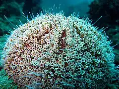 The dangerous flower urchin in Taiwan, with its long flower-like venomous pedicellariae