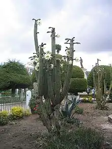 Plant of Trichocereus macrogonus var. pachanoi