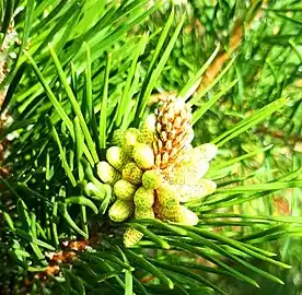 Flowering young pine cones