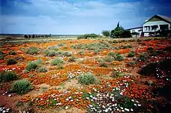 Spring flowers attract visitors to Loeriesfontein in August and September