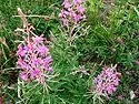 Epilobium angustifolium