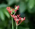 Flower of jatropha podagrica