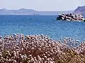 Armeria pungens in Sardinia, Italy