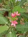 Jatropha integerrima in West Bengal, India.