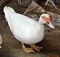 Muscovy duck
