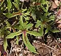 Tiarella 'Cygnet' leaves