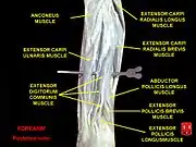 Extensor carpi ulnaris muscle