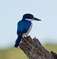 Forest kingfisher - Fogg Dam, Middle Point - Northern Territory, Australia - March 2014