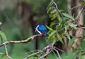 Forest kingfisher about to dive for food - Fogg Dam - Middle Point - Northern Territory - Australia