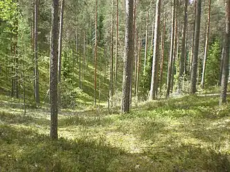 Forest at Leivonmäki National Park