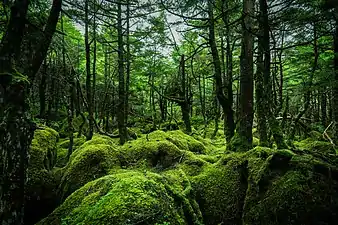 ...and then trees come. Here, a volcanic landscape at Kita Yatsugatake