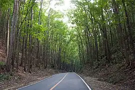 Road through the Rajah Sikatuna Protected Landscape (Man-made forest) in Bilar