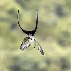 showing fork tail