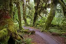 Olympic rainforests have the highest living biomass density on earth.
