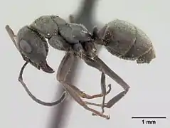 Worker. Museum specimen