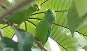 Green-rumped parrotlet (Forpus passerinus)