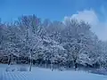 Forrest from Clérey in winter