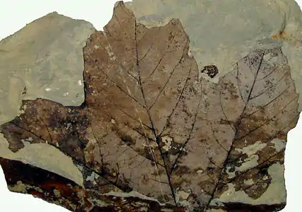 Fossil Platanus leaf from the Paleocene of Alberta, Canada.