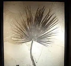Fossil Sabalites sp. palmetto frond, about two metres (6.6 ft) long.