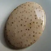 An oval palmwood cabochon in a buff color with dark dots formed when sclerenchyma structures in the wood was replaced by chalcedony.