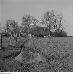 A 1963 photograph by Richard Peter of windbreak trees around rural buildings