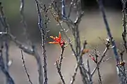 Flowering among deciduous stems