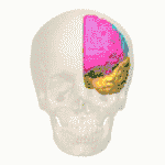 Rotating 3D image of regions of the brain