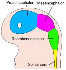 The embryo's brain at four weeks.