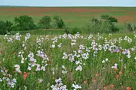 Fox Glove (Penstemon cobaea) on ranchland in the Blackland Prairie eco-region. County Road 269, Lavaca County, Texas, USA (19 April 2014).