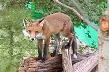 A red fox walking along a fallen tree