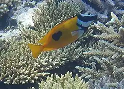 Foxface rabbitfish