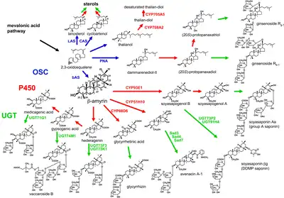 Biosynthesis of triterpenoids